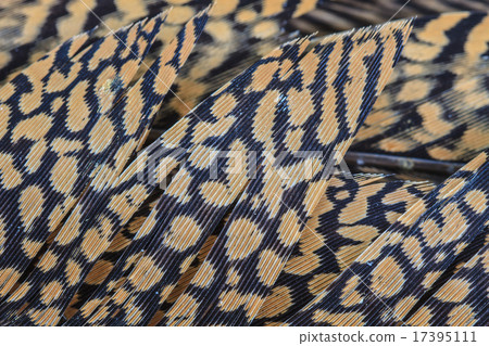 Bird feather 17395111