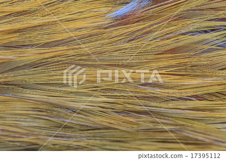 Bird feather 17395112