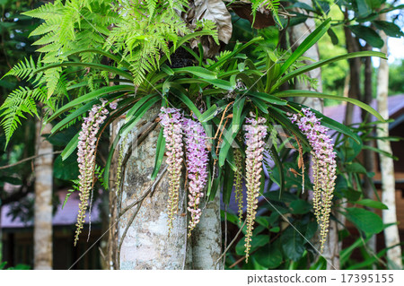 wild orchids in forest of Thailand 17395155