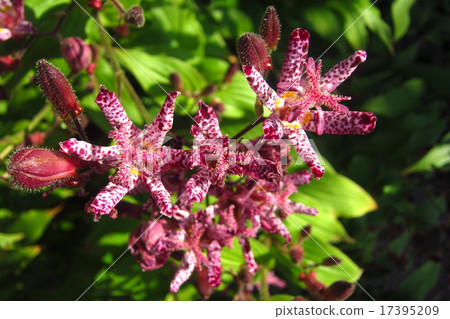 Hototogisu flower Hototogisu flower 17395209