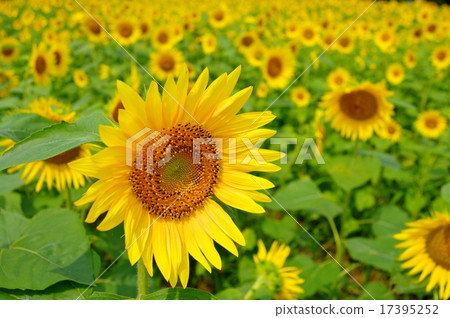 Sunflower field Isauma Kawagoe Sunflower field Isauma Kawagoe 17395252