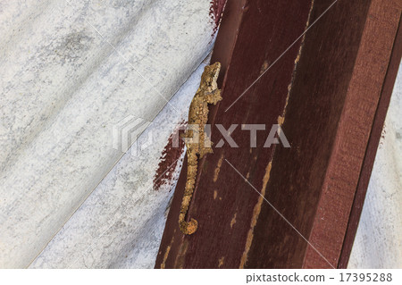 gecko on the wall gecko on the wall 17395288