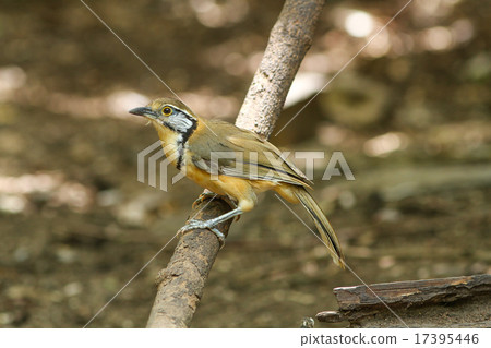 Greater Necklaced Laughingthrush (Garrulax pectoralis) 17395446