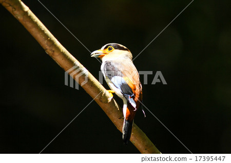 Silver-breasted Broadbill perching on a branch 17395447