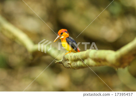 Bird in nature 17395457