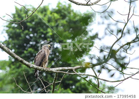 Crested Serpent Eagle resting on a perch 17395458