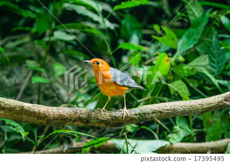 orange-headed thrush 17395495