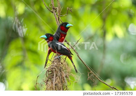 Black-and-Red Broadbill perching on a branch 17395570