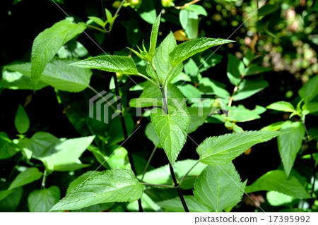 Salvia Galanica Salvia Galanica 17395992