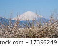 Fuji and plum 17396249
