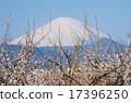 Fuji and plum 17396250