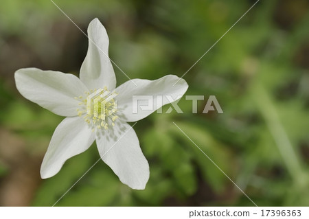 Ichirin soak 17396363