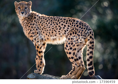 Appearance of cheetah Appearance of cheetah 17396459