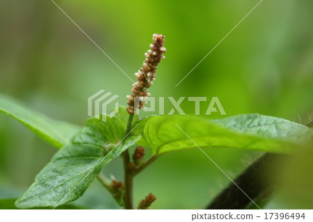 Natural plant Enokidusa, also known as "Amigasasou". Because the total bract of the female flower at the root of the pan is shaped like a knitted hat Natural plant Enokidusa, also known as "Amigasasou". Because the total bract of the female flower at the root of the pan is shaped like a knitted hat 17396494