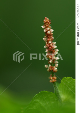 Natural plants Enokidusa, it seems that the name attached because the shape of the leaf resembles "enoki" Natural plants Enokidusa, it seems that the name attached because the shape of the leaf resembles "enoki" 17396642