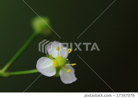 Natural plant Sanjiomodaka, small flower, but its color is beautiful. Tubers are used in various Chinese herbs Natural plant Sanjiomodaka, small flower, but its color is beautiful. Tubers are used in various Chinese herbs 17397076