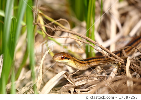 Creatures Reptiles Shima snake, nontoxic and beautiful snake, but a rough mind is a scratch in a ball Creatures Reptiles Shima snake, nontoxic and beautiful snake, but a rough mind is a scratch in a ball 17397255