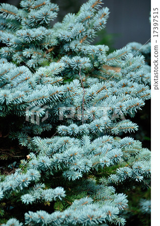 White fir tree White fir tree 17397515