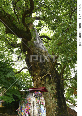 由Sanno神社/長崎市長崎縣轟炸的大樟樹 由Sanno神社/長崎市長崎縣轟炸的大樟樹 17397780