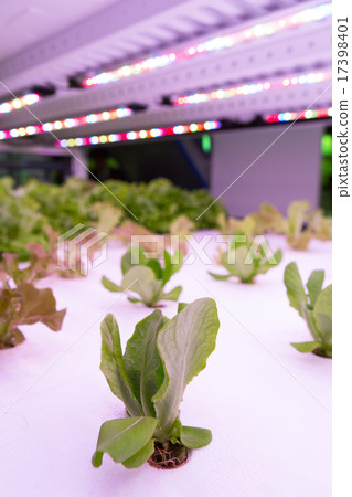 Vegetable factory 17398401