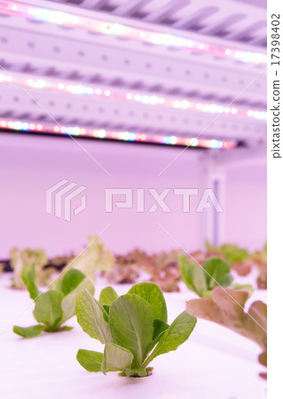 Vegetable factory 17398402