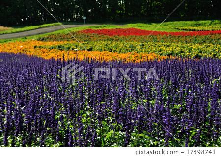 哈納10噸 哈納10噸 17398741