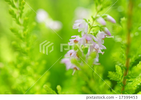 A fairy tale Erika 17399453