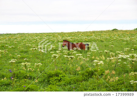 Horse  17399989