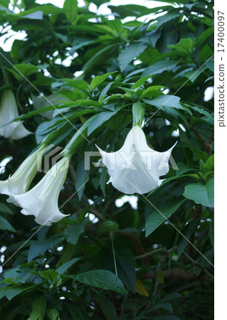 It is called a trellis Korea morning glory angel trumpet. It is called a trellis Korea morning glory angel trumpet. 17400097