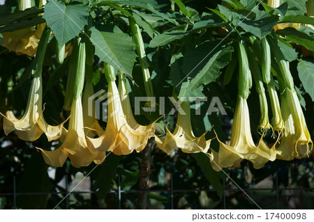 It is called a trellis Korea morning glory angel trumpet. 17400098