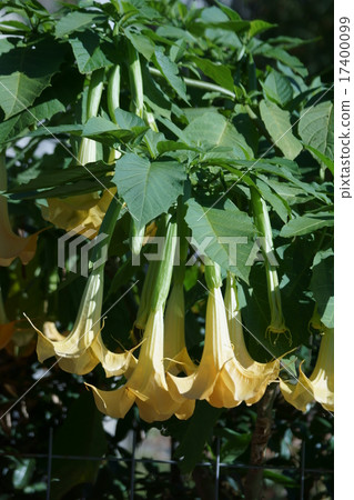 It is called a trellis Korea morning glory angel trumpet. It is called a trellis Korea morning glory angel trumpet. 17400099