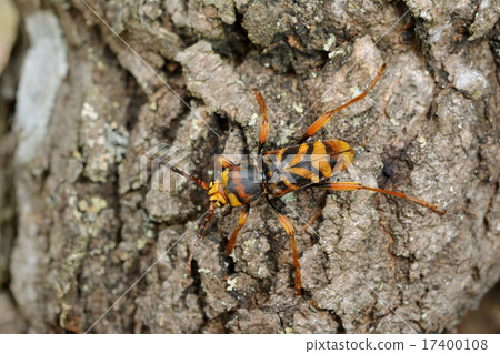 Trough Kamikiri 17400108