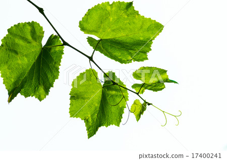 vine and leaves isolated  17400241