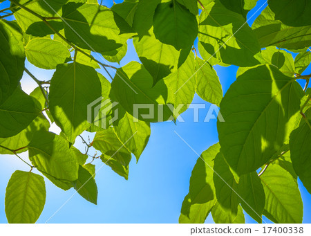 Beautiful green leaves Beautiful green leaves 17400338
