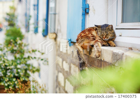 Cat sleeping on a window sill 17400375