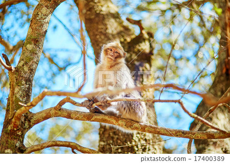 Barbary Apes in Northern Morocco Barbary Apes in Northern Morocco 17400389