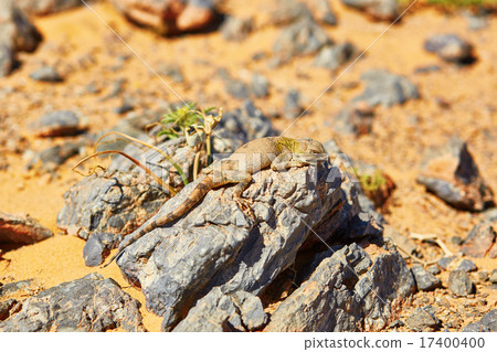 圖庫照片: lizard on the stone in sahara desert