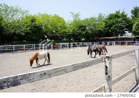 Horse Horse 17400562