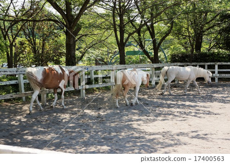 Horse Horse 17400563