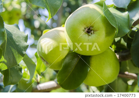 Apple with leaves growing on the tree Apple with leaves growing on the tree 17400773