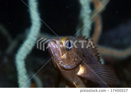 Mevalle未成熟的魚 17400837