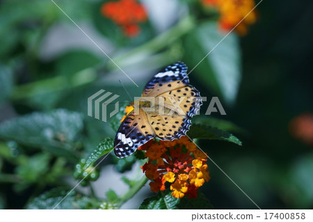 Rainbow Triphole with Tsunagoro Hyouton and Seven Change 17400858