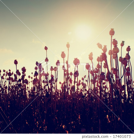 Evening field of poppy heads. Dry flowers in field 17401073