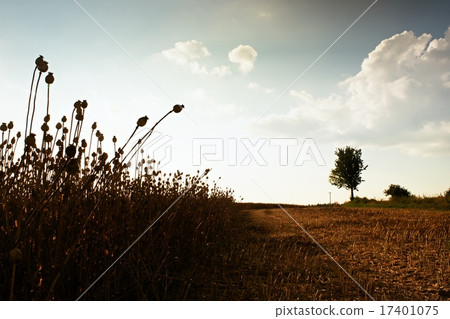 Evening field of poppy heads, harvesting season 17401075