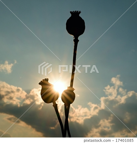 Detail of long dry stalk of poppy seed. Detail of long dry stalk of poppy seed. 17401085