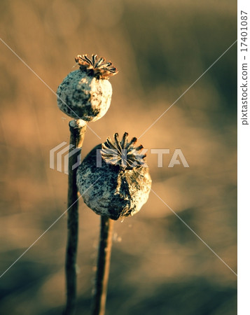 Detail of cultivated poppy head in field, evening 17401087