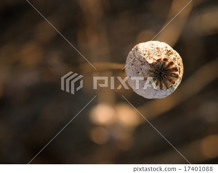 Detail of cultivated poppy head, evening light Detail of cultivated poppy head, evening light 17401088