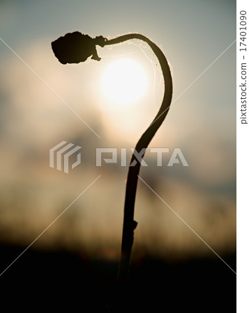 Bended stalk of poppy seed. Evening sun Bended stalk of poppy seed. Evening sun 17401090