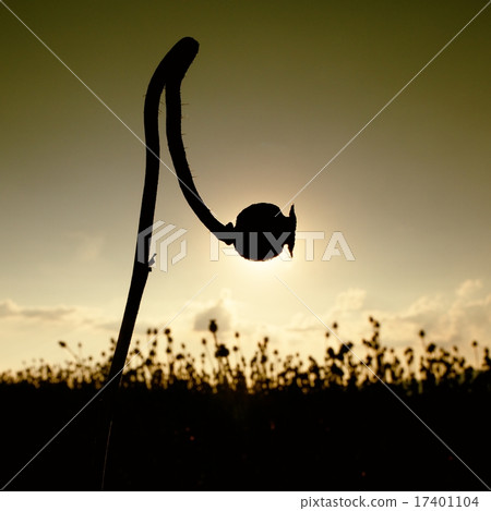 Bended stalk of poppy seed. Shadow of head Bended stalk of poppy seed. Shadow of head 17401104