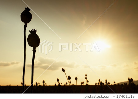 Long dry stalk of poppy seed. Warm colors Long dry stalk of poppy seed. Warm colors 17401112